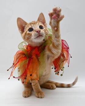 Rescue American Shorthair Cats for Adoption in Mobile, Alabama - Wakko | PetCurious