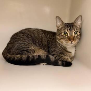 Paige -  Domestic Short Hair Cat for Adoption in Sarasota, Florida - Paige | PetCurious
