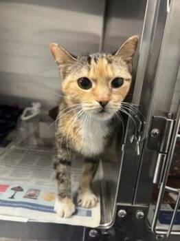 Domestic Short Hair Cats Available for Adoption - Wilhelmina | PetCurious