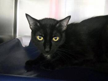 Minerva -  Domestic Short Hair Cat for Adoption in Portland, Oregon - Minerva | PetCurious