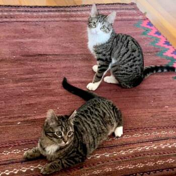 Domestic Short Hair Cats Available for Adoption - Patricia & Roseanna Arcat | PetCurious