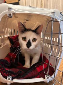 Diamond Ne. -  Domestic Short Hair Cat for Adoption in West Peoria, Illinois - Diamond Ne. | PetCurious