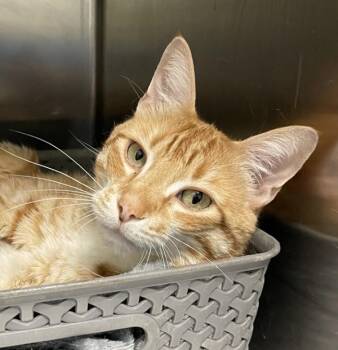 Ronnie -  Domestic Short Hair Cat for Adoption in Golden, Colorado - Ronnie | PetCurious