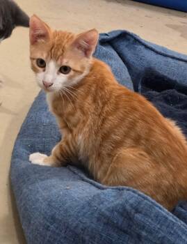 Orange Zest -  Domestic Short Hair Cat for Adoption in Henrietta, Texas - Orange Zest | PetCurious