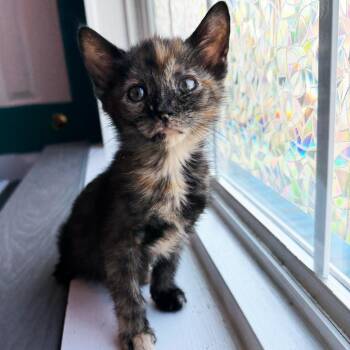 Tammy -  Domestic Short Hair Cat Available for Adoption in Asheville, North Carolina - Tammy | PetCurious