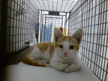 ANDI -  Domestic Short Hair Cat for Adoption in Doral, Florida - ANDI | PetCurious