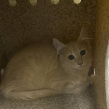 Lord Marmalade -  Domestic Medium Hair Cat for Adoption in Cheyenne, Wyoming - Lord Marmalade | PetCurious