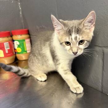 Sparrow -  Domestic Short Hair Cat for Adoption in Tuscaloosa, Alabama - Sparrow | PetCurious