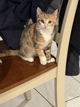 Mint Julep -  Domestic Short Hair Cat for Adoption in Bolton, Connecticut - Mint Julep | PetCurious