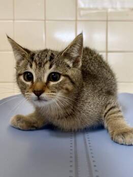 Cindy -  Domestic Short Hair Cat for Adoption in San Antonio, Texas - Cindy | PetCurious