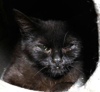 Domestic Short Hair Cats Available for Adoption in Dedham, Massachusetts - MARIGOLD | PetCurious