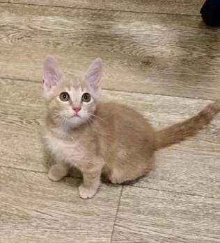 BRUNO -  Domestic Short Hair Cat for Adoption in Sacramento, California - BRUNO | PetCurious
