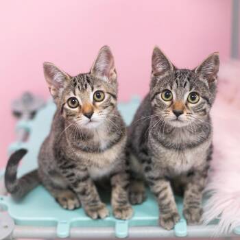 Birdie -  Domestic Short Hair Cat for Adoption in St. Augustine, Florida - Birdie | PetCurious