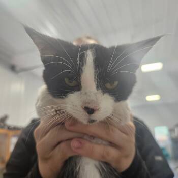 Rescue Domestic Short Hair Cats for Adoption in Corydon, Indiana - Sprinkles | PetCurious