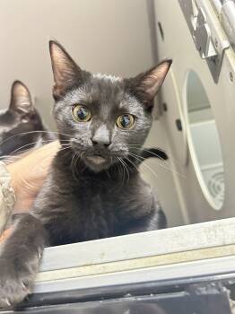 Rescue Domestic Short Hair Cats for Adoption in Dayton, Minnesota - Terrence | PetCurious
