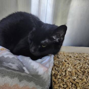 Domestic Short Hair Cats Available for Adoption in La Grange, Kentucky - Midnight | PetCurious
