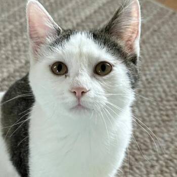 Luna -  Domestic Short Hair Cat for Adoption in Dekalb, Illinois - Luna | PetCurious