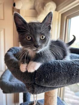 Wyatt -  Domestic Short Hair Cat Available for Adoption in San Tan Valley, Arizona - Wyatt | PetCurious