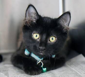Vhagar (AO37499) -  Domestic Medium Hair Cat for Adoption in Kansas City, Kansas - Vhagar (AO37499) | PetCurious