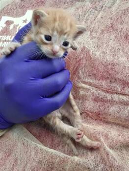 Domestic Short Hair Cats Available for Adoption in Dallas, Texas - TURTLE | PetCurious