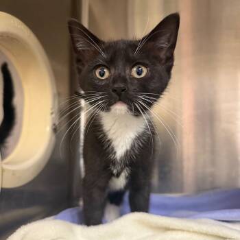 Cera -  Domestic Short Hair Cat for Adoption in Concord, New Hampshire - Cera | PetCurious