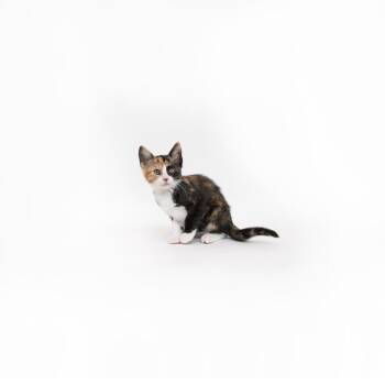 Amy -  Domestic Short Hair Cat for Adoption in Los Angeles, California - Amy | PetCurious