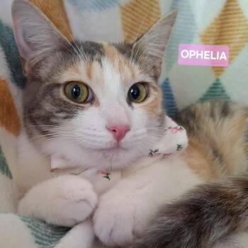 Dilute Calico and Domestic Short Hair Cats Available for Adoption - OPHELIA | PetCurious