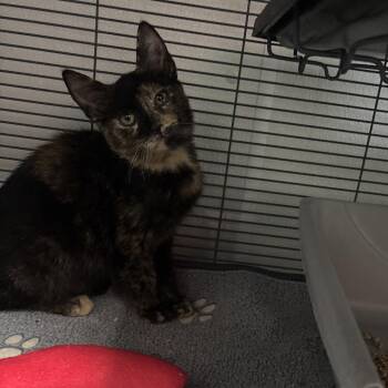 Fang -  Domestic Short Hair Cat for Adoption in Dallas, Texas - Fang | PetCurious
