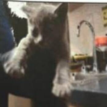 A1047634 Stormy -  Domestic Short Hair Cat for Adoption in Pleasant Hill, California - A1047634 Stormy | PetCurious