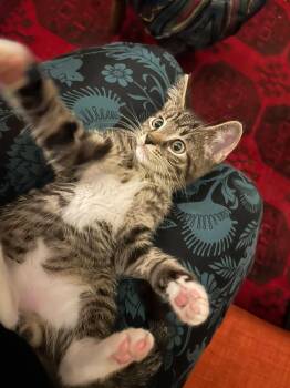 Dash and Scout - 2 is better than 1 -  Domestic Short Hair Cat for Adoption in Jeffersonville, Indiana - Dash And Scout - 2 Is Better Than 1 | PetCurious