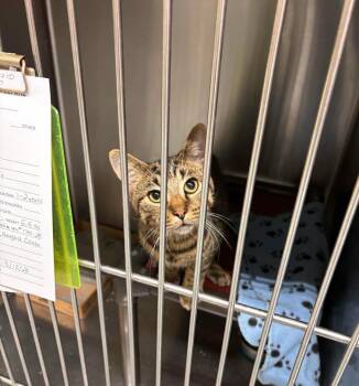 Temp -  Domestic Short Hair Cat for Adoption in Stillwater, Oklahoma - Temp | PetCurious