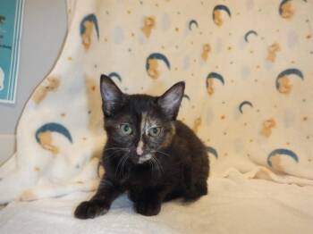A1409006 -  Domestic Short Hair Cat for Adoption in San Jose, California - A1409006 | PetCurious