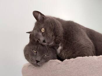 Max **Bonded with Jessie** -  Domestic Short Hair Cat Available for Adoption in Peru, New York - Max **Bonded With Jessie** | PetCurious