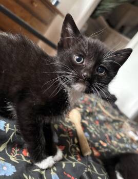 Tango -  Domestic Short Hair Cat for Adoption in West Mifflin, Pennsylvania - Tango | PetCurious