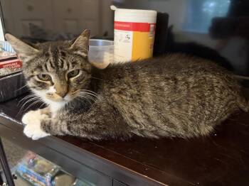 Mama Pearl (Mill Hill Litter) -  Domestic Short Hair Cat for Adoption in Telford, Pennsylvania - Mama Pearl (Mill Hill Litter) | PetCurious
