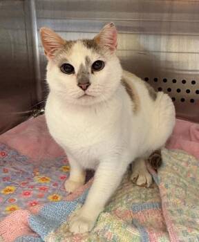 Domestic Short Hair Cats Available for Adoption in Columbia, Tennessee - Tinkerbell | PetCurious