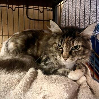 Pyro -  Domestic Long Hair Cat for Adoption in Spokane, Washington - Pyro | PetCurious