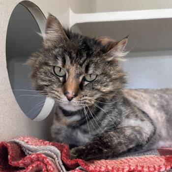 Domestic Long Hair Cats Available for Adoption in Reno, Nevada - Squeaky | PetCurious