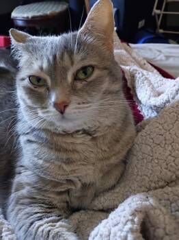 Tabby and Domestic Short Hair Cats Available for Adoption in Plain City, Ohio - CC | PetCurious