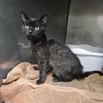 Moxie -  Domestic Short Hair Cat for Adoption in Ridgely, Maryland - Moxie | PetCurious