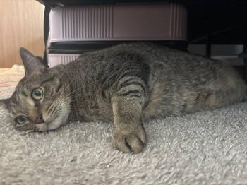 Benjamin -  Domestic Short Hair Cat for Adoption in Dayton, Minnesota - Benjamin | PetCurious
