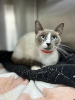 Mertyl -  Domestic Short Hair Cat for Adoption in Thousand Oaks, California - Mertyl | PetCurious