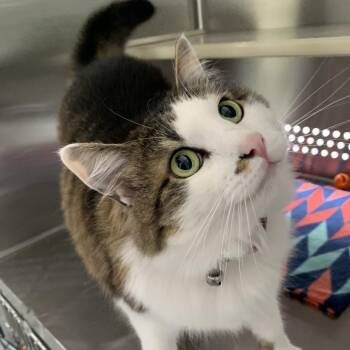 Domestic Long Hair Cats Available for Adoption in Washburn, Missouri - Jelly Bean | PetCurious