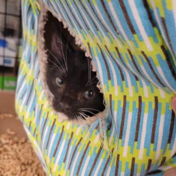 Veruca Salt -  Domestic Short Hair Cat for Adoption in Westminster, California - Veruca Salt | PetCurious
