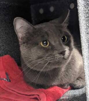 Pinto -  Domestic Short Hair Cat for Adoption in Daytona Beach, Florida - Pinto | PetCurious