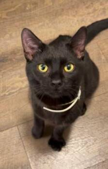 Miya -  Domestic Short Hair Cat for Adoption in New Albany, Ohio - Miya | PetCurious