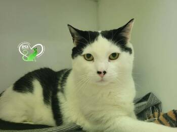 Sir Bridgess -  Domestic Short Hair Cat for Adoption in Delson, Quebec - Sir Bridgess | PetCurious