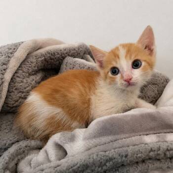 Domestic Short Hair Cats Available for Adoption in Tucson, Arizona - Calvin | PetCurious