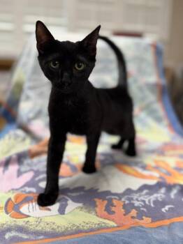 Poker -  Domestic Short Hair Cat for Adoption in Vacaville, California - Poker | PetCurious