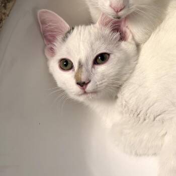 Sweetie -  Domestic Short Hair Cat for Adoption in Temecula, California - Sweetie | PetCurious